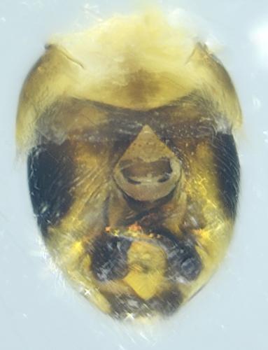 Nysius graminicola